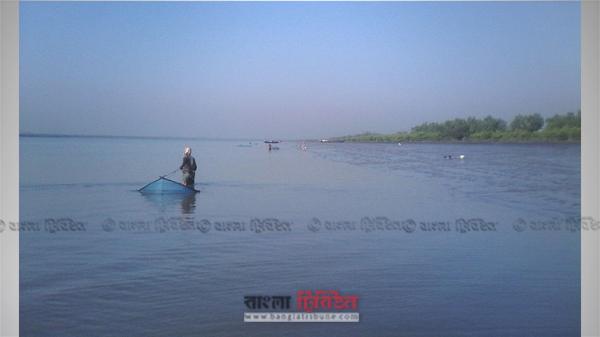 অনিয়ন্ত্রিত চিংড়ি রেণু আহরণে হুমকিতে সুন্দরবনের জীববৈচিত্র্য