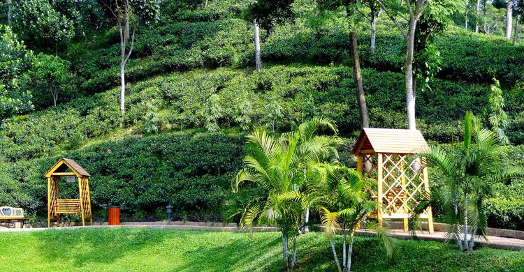 দেখে আসুন শ্রীমঙ্গলের বহুরূপ