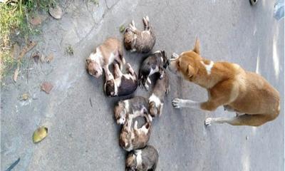 ঈশ্বরদীতে ৮টি কুকুর ছানাকে বস্তায় ভরে পুকুরে ডুবিয়ে হত্যা: কর্মকর্তার স্ত্রীর কাণ্ডে তোলপাড়